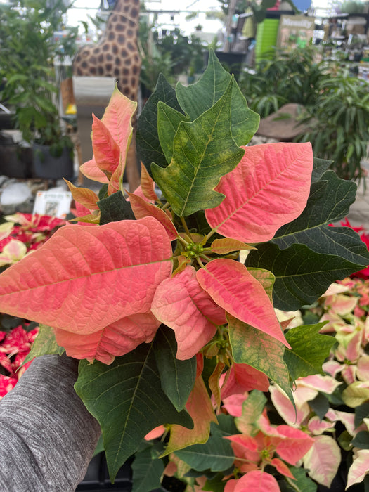 Poinsettia Live (Online