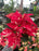 Poinsettia Live (Online