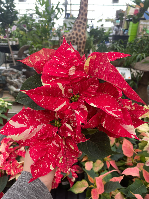 Poinsettia Live (Online