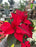 Poinsettia Live (Online