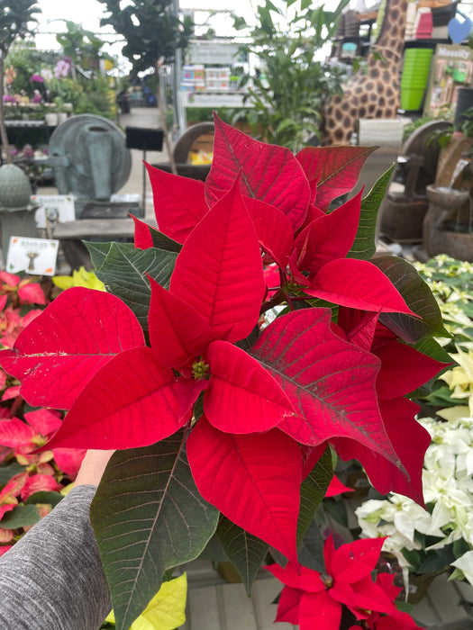 Poinsettia Live (Online