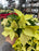 Poinsettia Live (Online