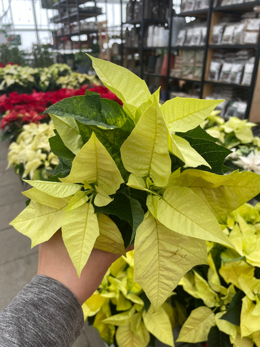 Poinsettia Live (Online