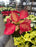 Poinsettia Live (Online