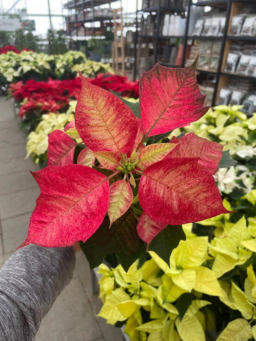 Poinsettia Live (Online