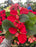 Poinsettia Live (Online