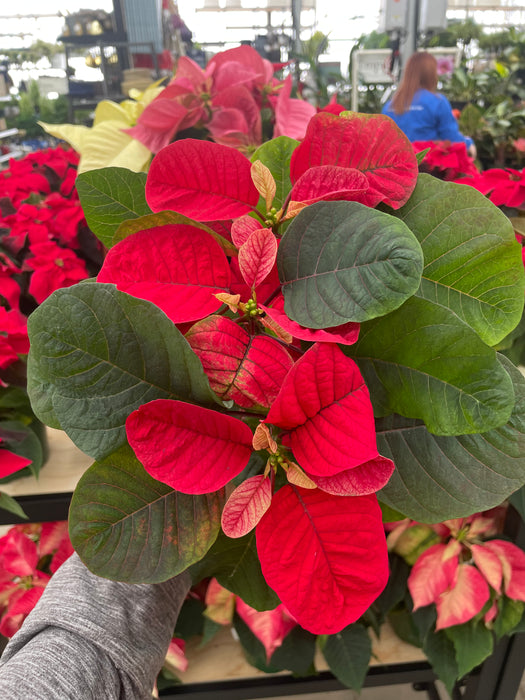 Poinsettia Live (Online