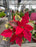 Poinsettia Live (Online