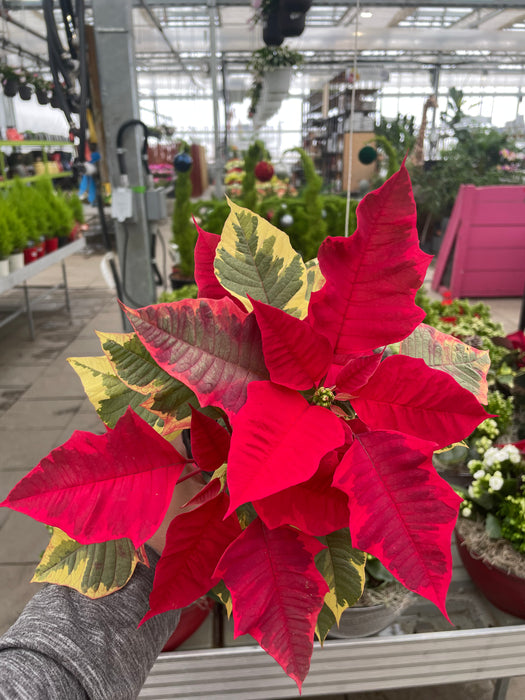 Poinsettia Live (Online