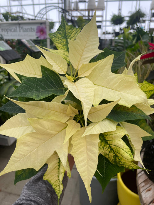 Poinsettia Live (Online