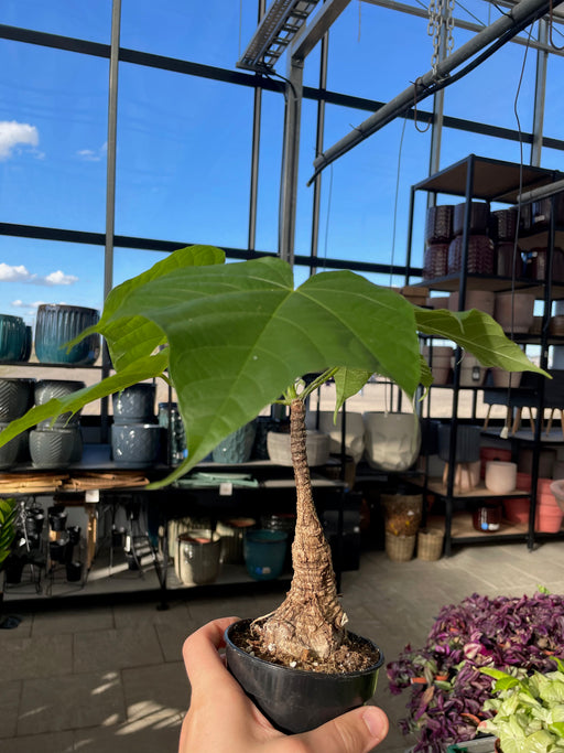 Sterculia Colorata