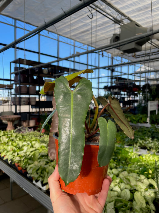 Philodendron Billietiae Black Form