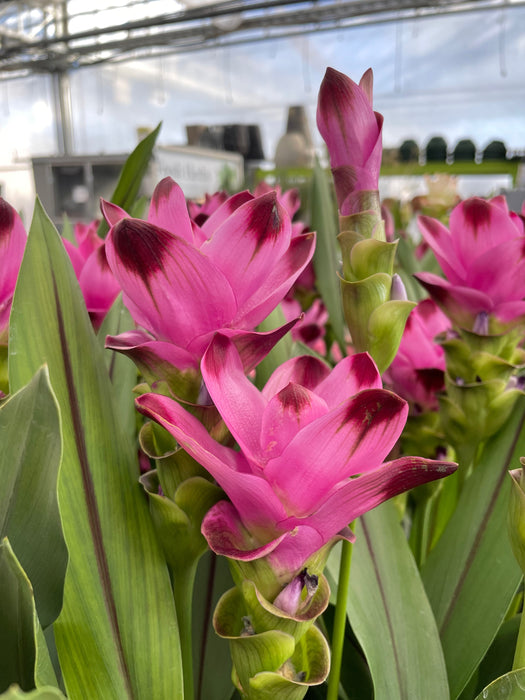 Curcuma - Siam Tulip 6"