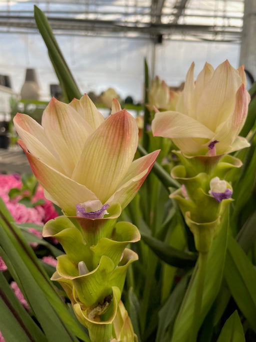 Curcuma - Siam Tulip 6"