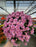 Mum Garden 10"