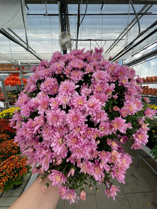 Mum Garden 10"