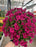 Mum Garden 10"