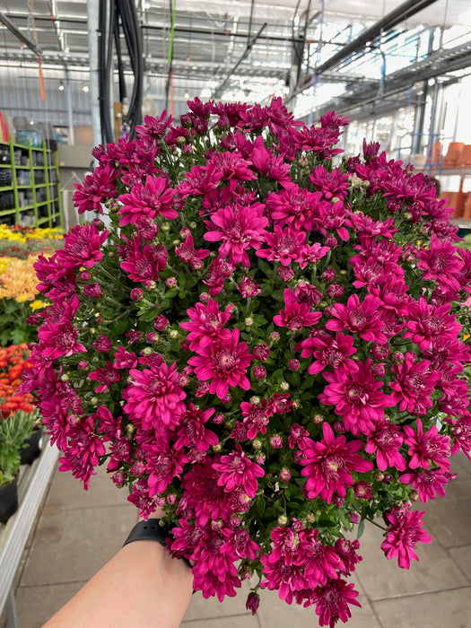 Mum Garden 10"