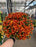 Mum Garden 6"