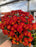 Mum Garden 6"