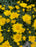 Mum Garden 6"