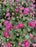 Mum Garden 6"