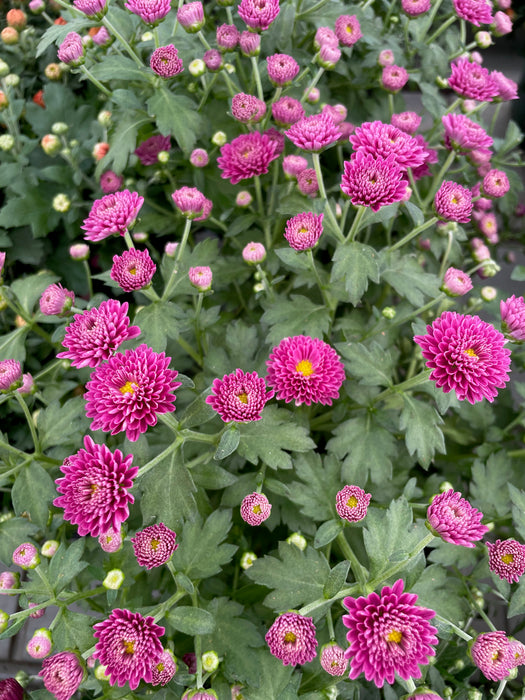Mum Garden 6"