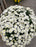 Mum Garden 10"