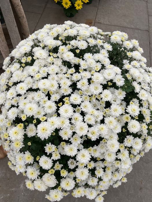 Mum Garden 10"