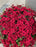 Mum Garden 10"