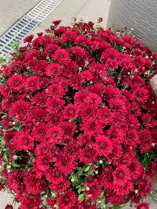Mum Garden 10"