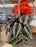 Begonia Rex Vine