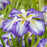 Iris Ensata Dp Carrot Cake 5" WP