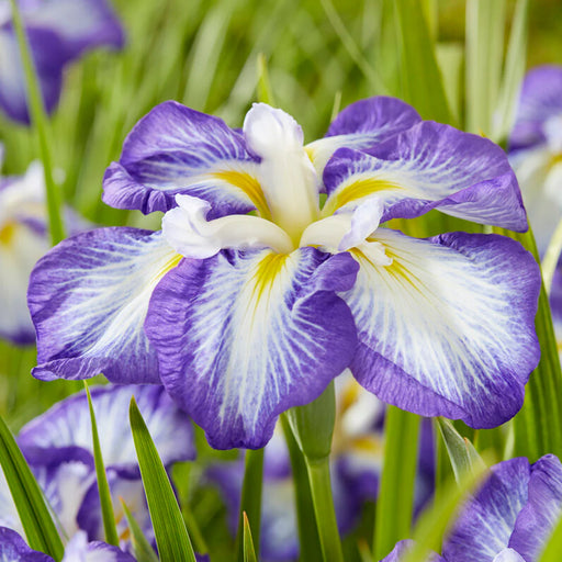 Iris Ensata Dp Carrot Cake 5" WP