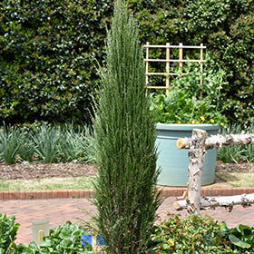Juniper Blue Arrow #5
