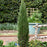 Juniper Blue Arrow #5