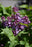 Lilac Prairie Petite #2