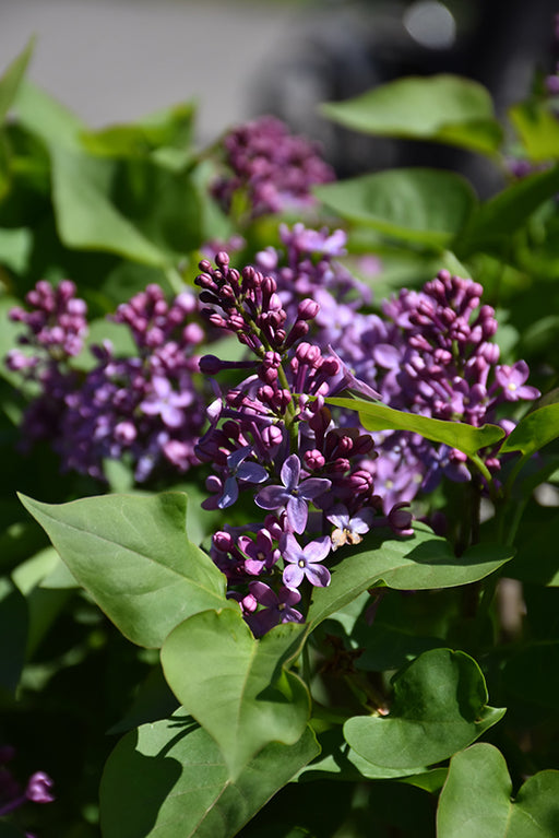Lilac Prairie Petite #2