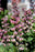 Baptisia Decadence Deluxe Pink Truffle  17cm