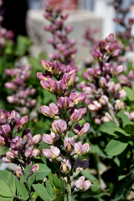 Baptisia Decadence Deluxe Pink Truffle  17cm