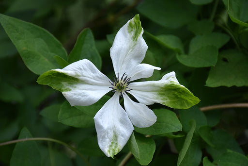 Clematis Vit Alba Luxum #1