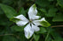 Clematis Vit Alba Luxum #1