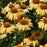 Echinacea one in a melon #1