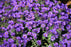 Aster novae-angliae Grape Crush 15cm