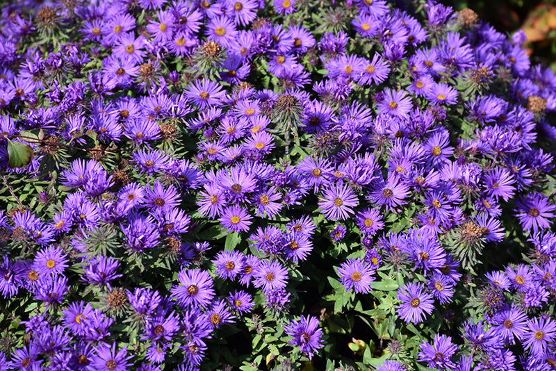 Aster novae-angliae Grape Crush 15cm