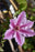 Clematis cherokee 1 gal ex per