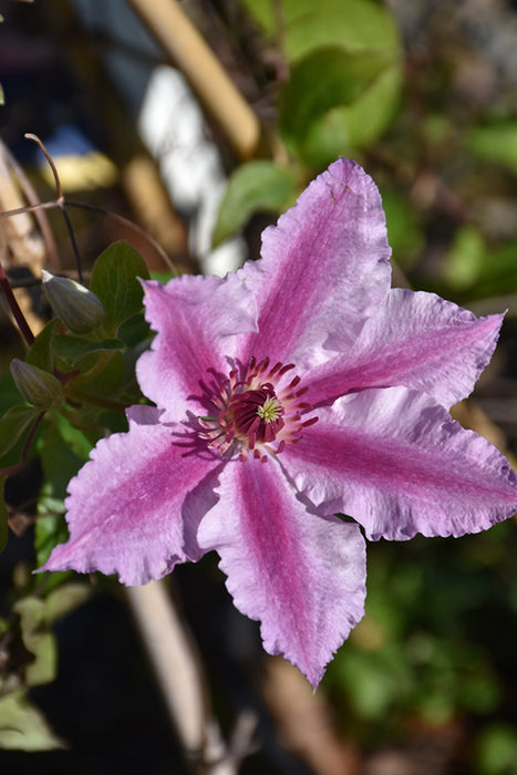 Clematis cherokee 1 gal ex per