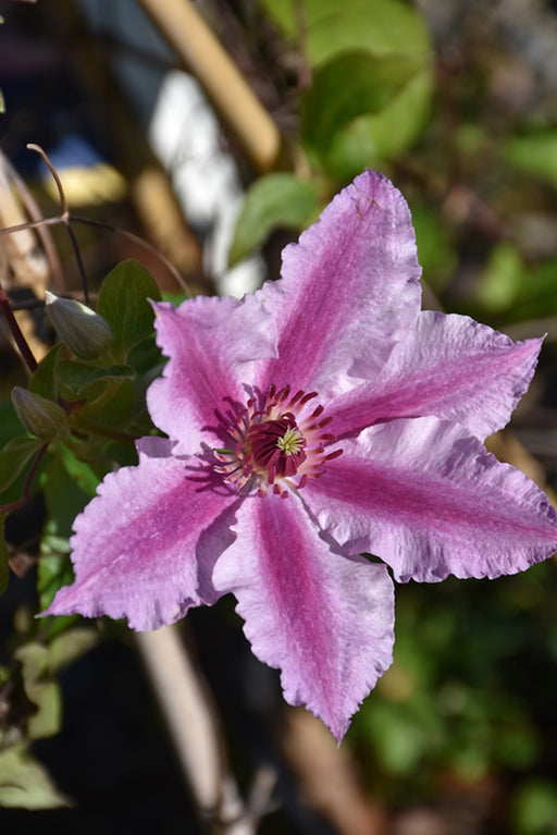 Clematis cherokee 1 gal ex per