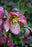 Helleborus honeymoon Paris in pink #1