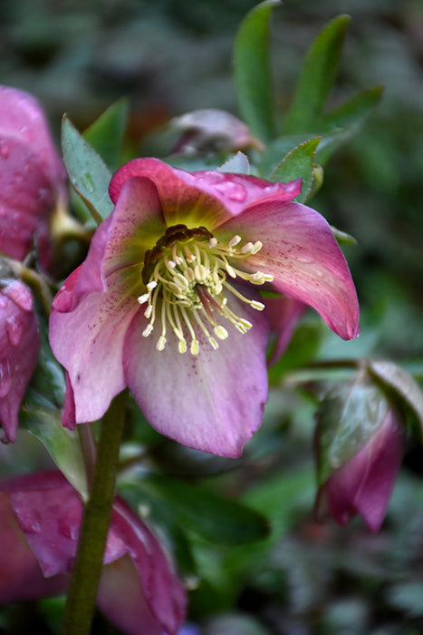 Helleborus honeymoon Paris in pink #1